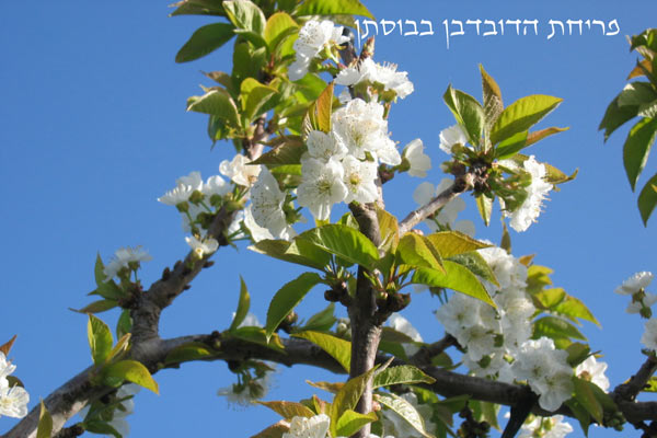 תמונה של טאיקו - בית התה היפני - 3