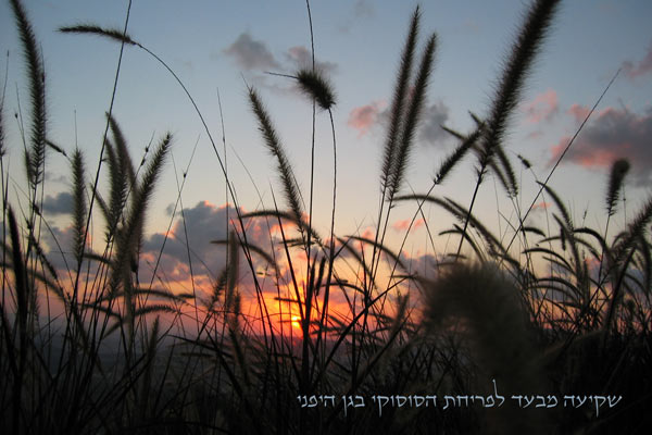 תמונה של טאיקו - בית התה היפני - 1