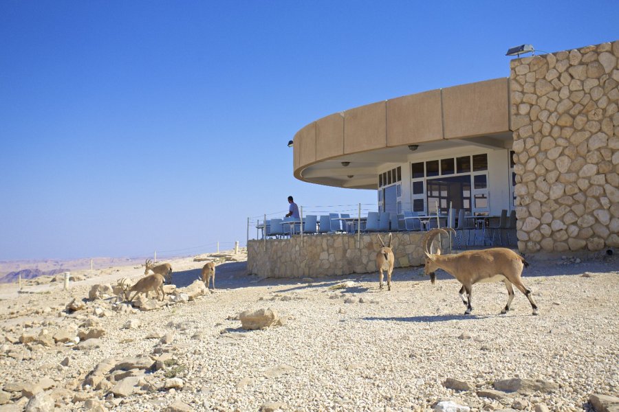 תמונה של צוקים - 2